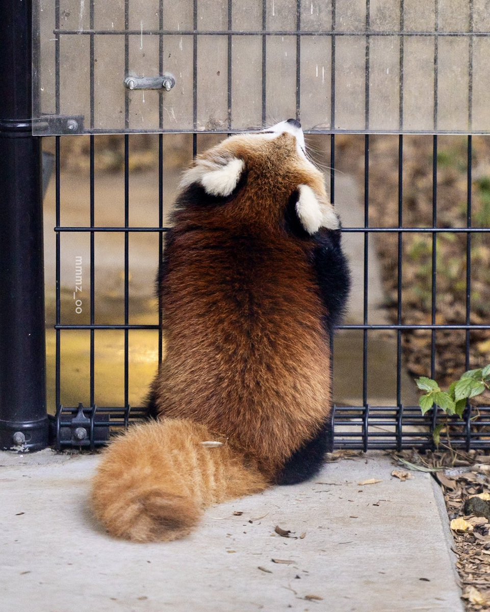 鉈DECOCO (@DECOCO24914616) / Posts / X