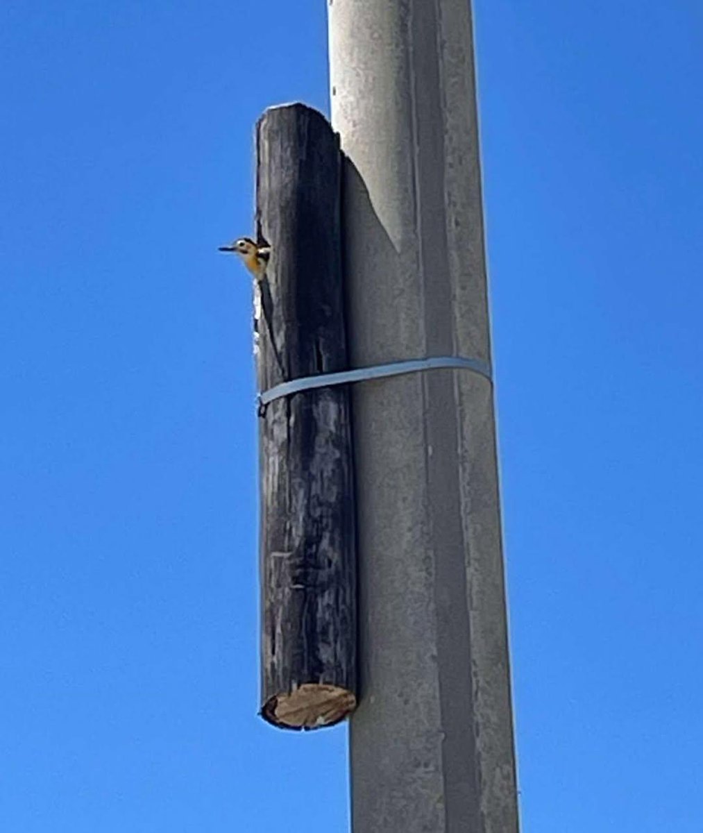 나무 전봇대를 빼내고 콘크리트 전신주를 세웠는데 작업 인부들이 기존 나무에 살던 딱따구리를 위해 일부를 묶어 두었대.