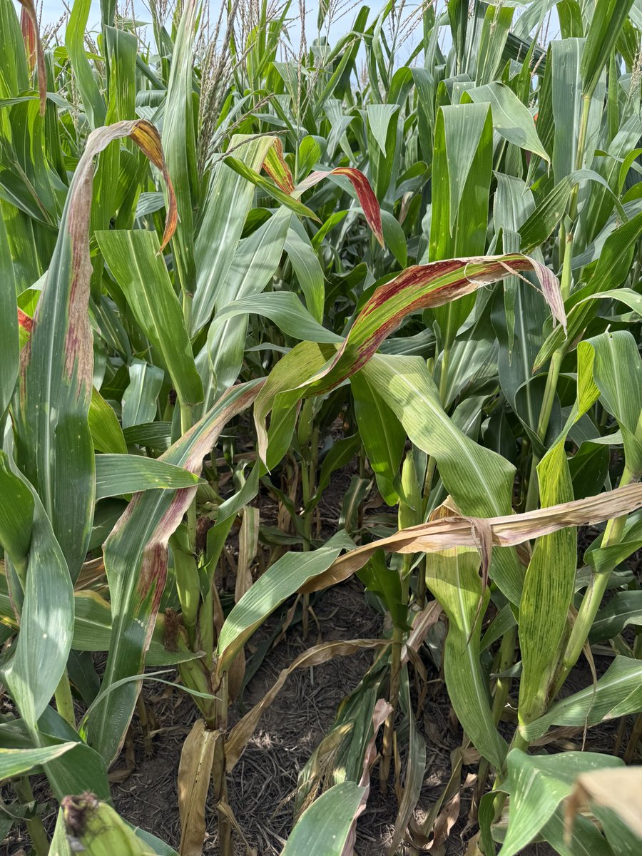 Grupo Charata tweet media