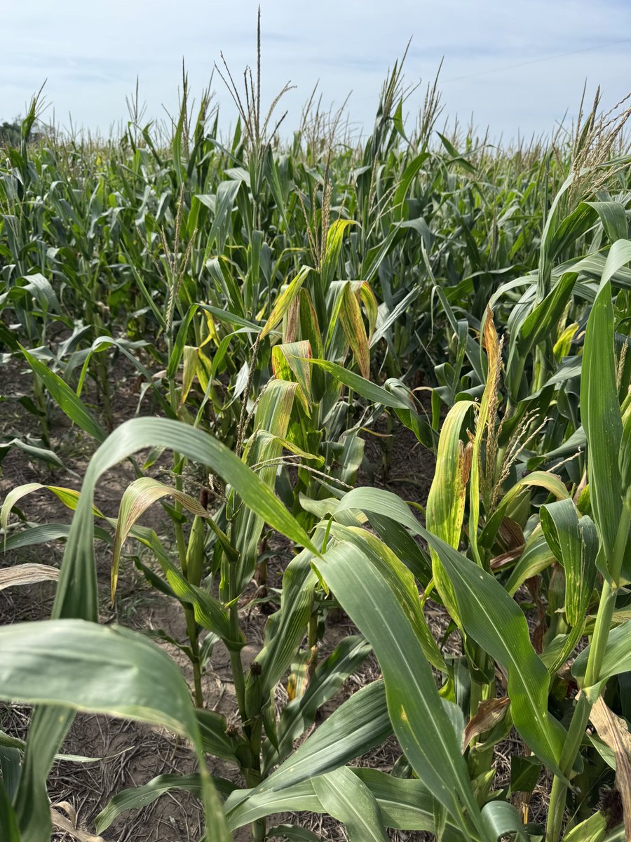 Grupo Charata tweet media