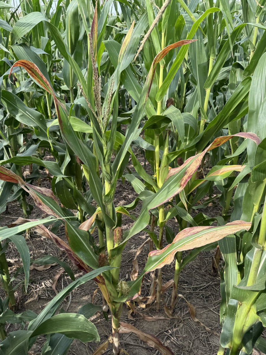 Grupo Charata tweet media