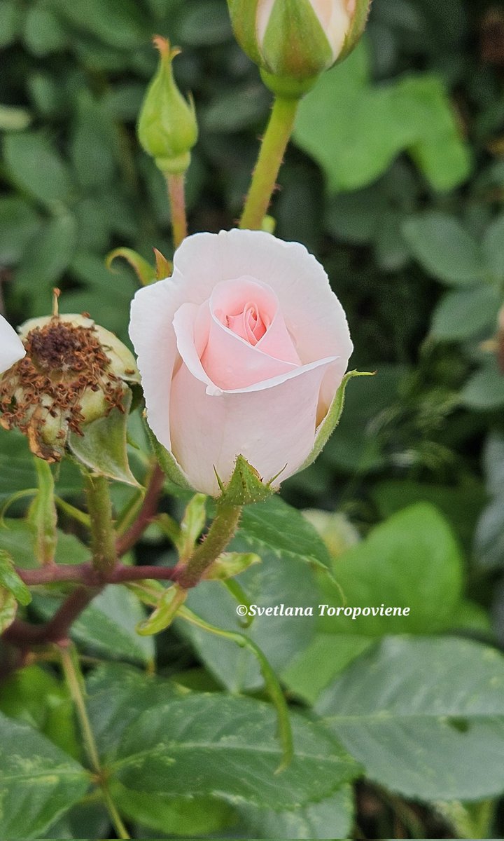 LanaToro21's tweet image. #Photobyme📷 #October2025 #MyThoughts 

Happiness starts with small victories over your bad mood! Start with small steps, and very soon you will wonder how beautiful &amp;amp; happy your life is...🩷