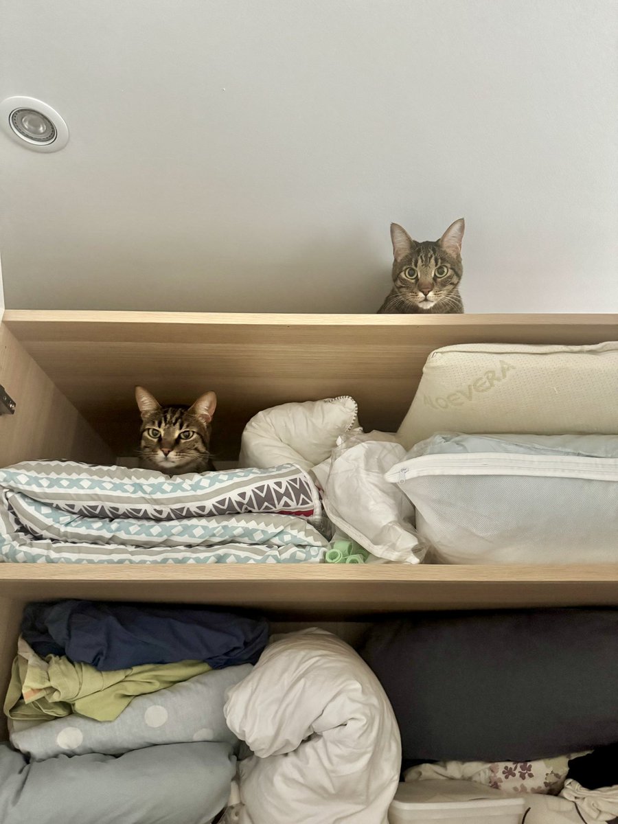 sarithecht's tweet image. בסדר גמור

#להחמיד_את_הפיד