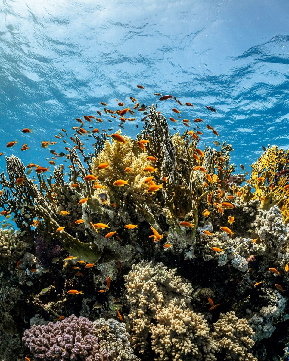 PADI's tweet image. Moments like these remind us of the incredible, fragile beauty thriving just beneath the waves. So much life, so much to protect. 🪸✨

Who else dreams of diving into a scene like this? 🙌🏼

#PADI #MarineLife #Reefs #Corals #Ocean #Underwater #CoralReefs