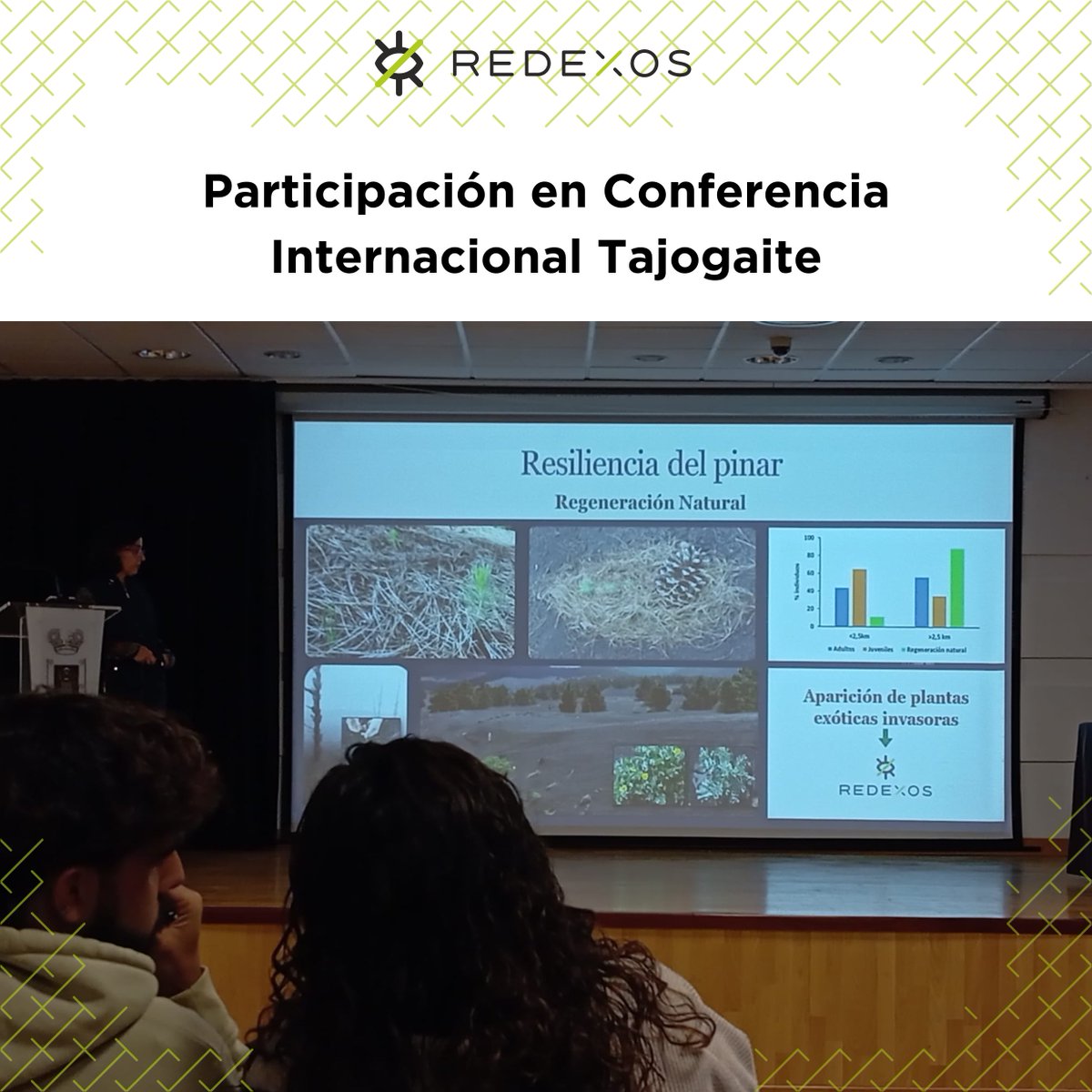 Mañana comienza en La Palma la conferencia sobre el volcán #Tajogaite (2021). RedEXOS participa en actividades paralelas como la expo de <a href="/mitecogob/">Transición Ecológica y Reto Demográfico</a>,  con un panel sobre nuestro trabajo contra las invasoras primocolonizadoras (+21.000 extracciones) <a href="/EcologicaGobCan/">Transición Ecológica y Energía</a> <a href="/gesplansa/">Gesplan</a>