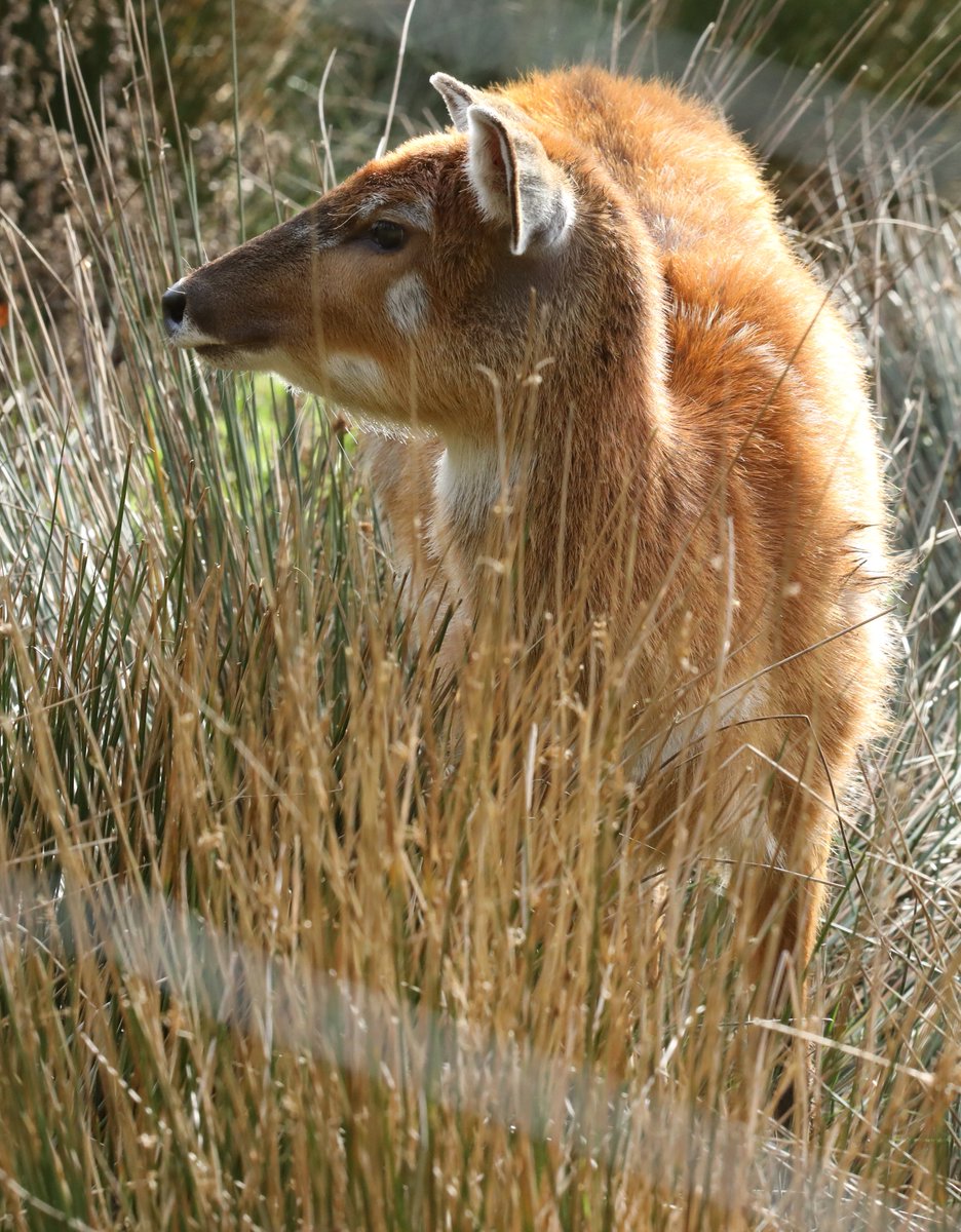Sitatunga <a href="/exmoorzoo/">Exmoor Zoo</a> #sitatunga
