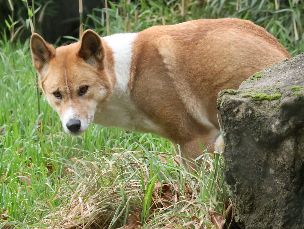 Dingo <a href="/exmoorzoo/">Exmoor Zoo</a> #dingo