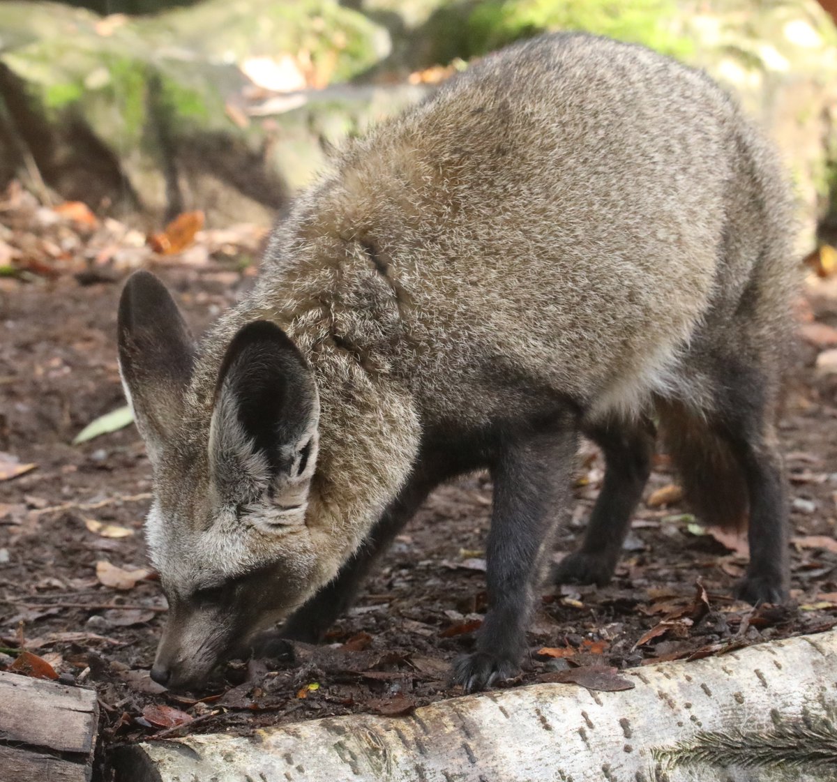 Bat Eared Fox <a href="/exmoorzoo/">Exmoor Zoo</a> #fox