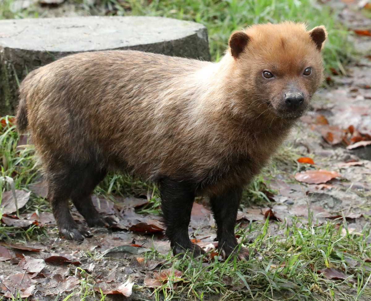 Bush Dog <a href="/exmoorzoo/">Exmoor Zoo</a> #bushdog