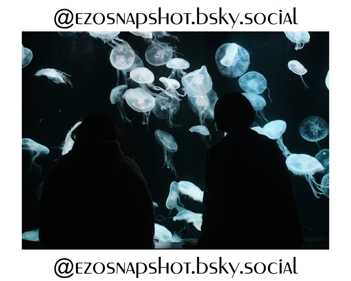 EzoSnapshot's tweet photo. 今年もクラゲ会いたい。

#冬 #streetphotography #fujifilm_xseries #photography #写真 https://t.co/9JkWX4lZSR
