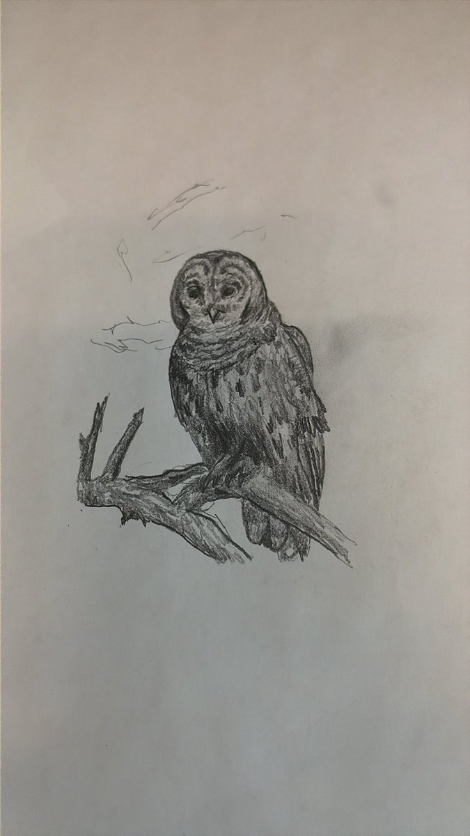 Owl