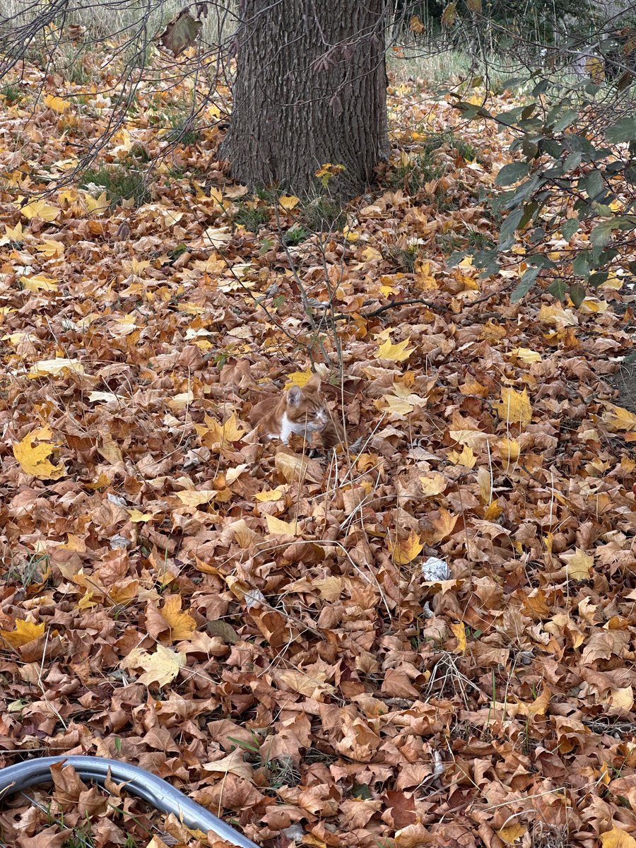 Trouver le chat !🐈