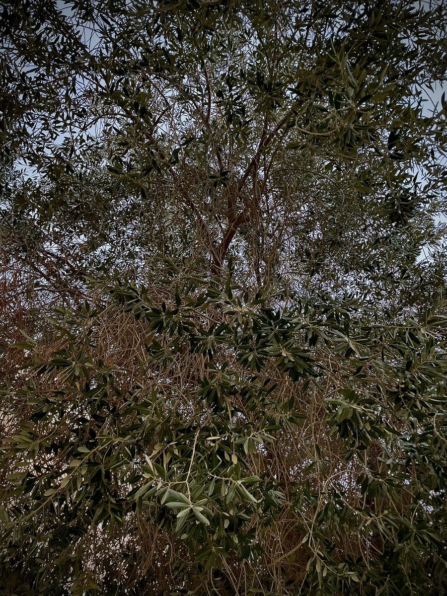 Lesorswan's tweet image. Someone asked “How much one person can be forgiving?”. Shaykh replied “as much as he loves someone”. I’ve been thinking about this quote