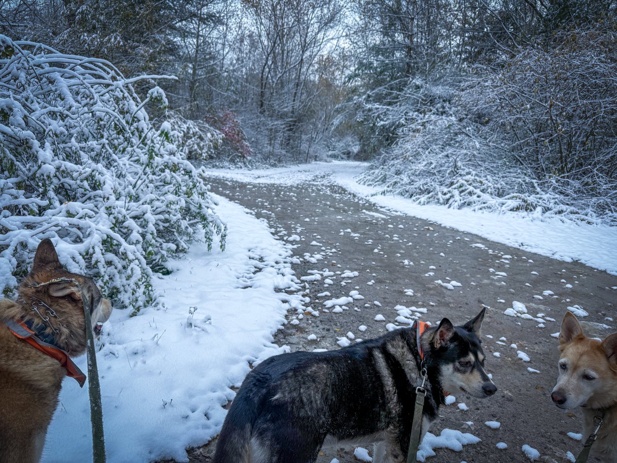 wilkolaak's tweet image. First snowfall of the 2025/2026 season November 10th, 2025 #dog #doggo #outdoorlife #snowfall #firstsnow