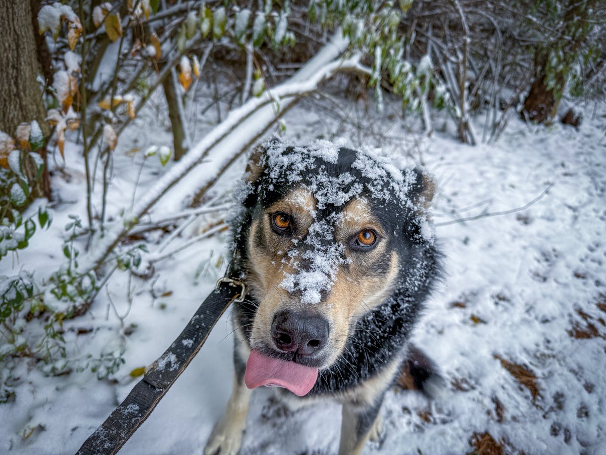 wilkolaak's tweet image. First snowfall of the 2025/2026 season November 10th, 2025 #dog #doggo #outdoorlife #snowfall #firstsnow