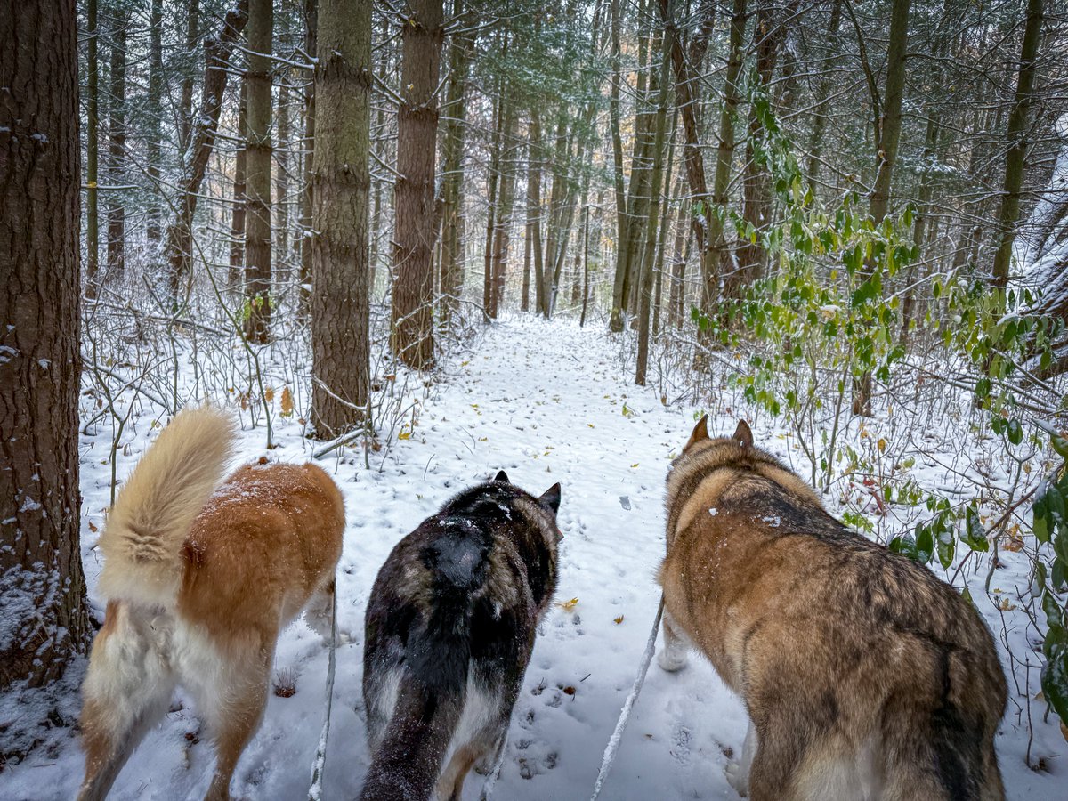 wilkolaak's tweet image. First snowfall of the 2025/2026 season November 10th, 2025 #dog #doggo #outdoorlife #snowfall #firstsnow