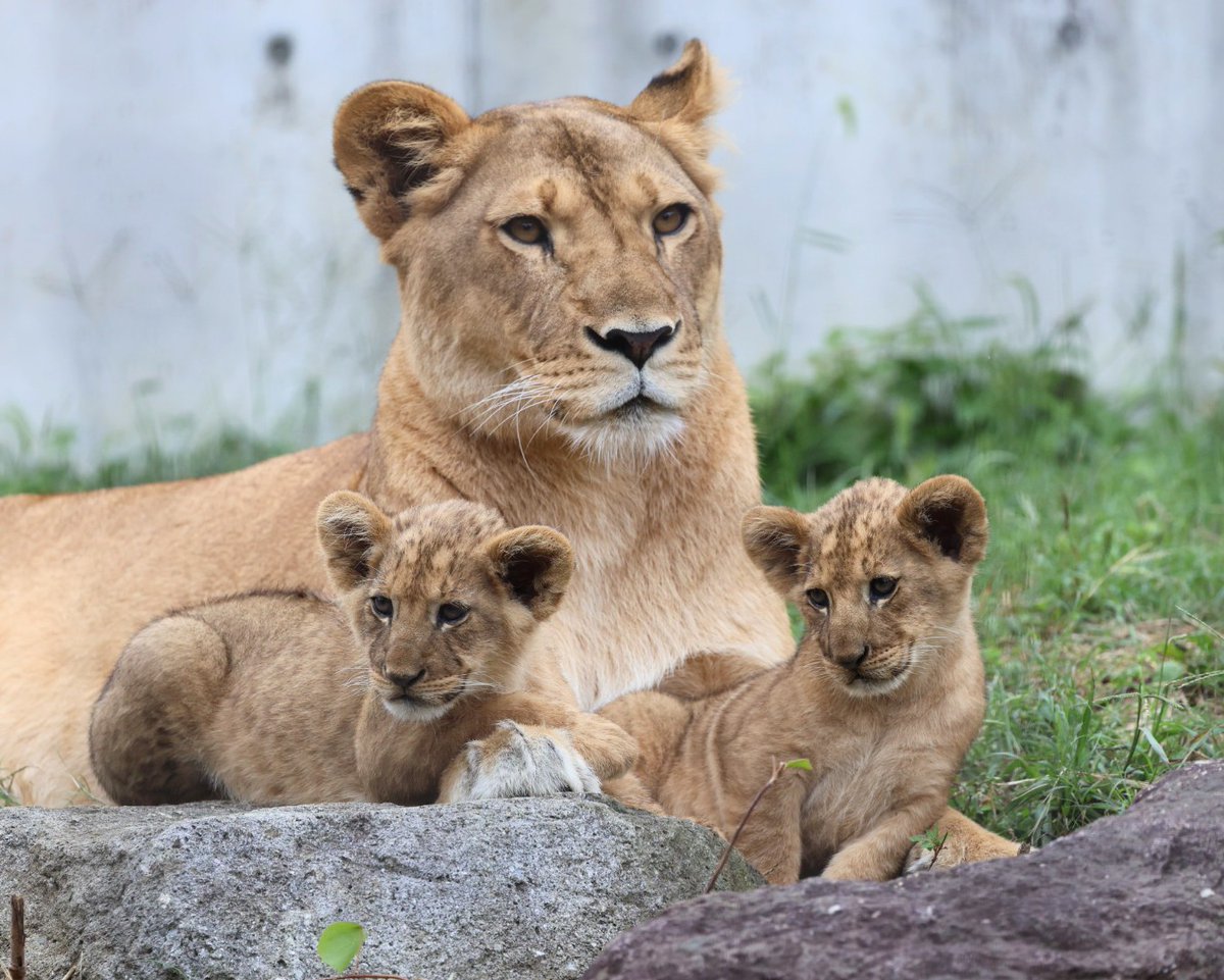 母と仔たち✨✨ ＃のんほいパーク ＃ライオン