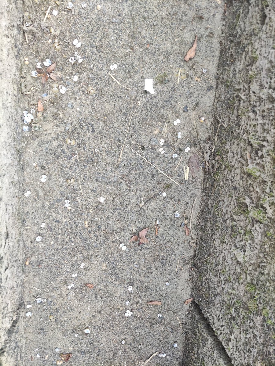 ある日の某撮影地の用水路に

シジミがめっちゃアホみたいに落ちていた…

謎すぎる