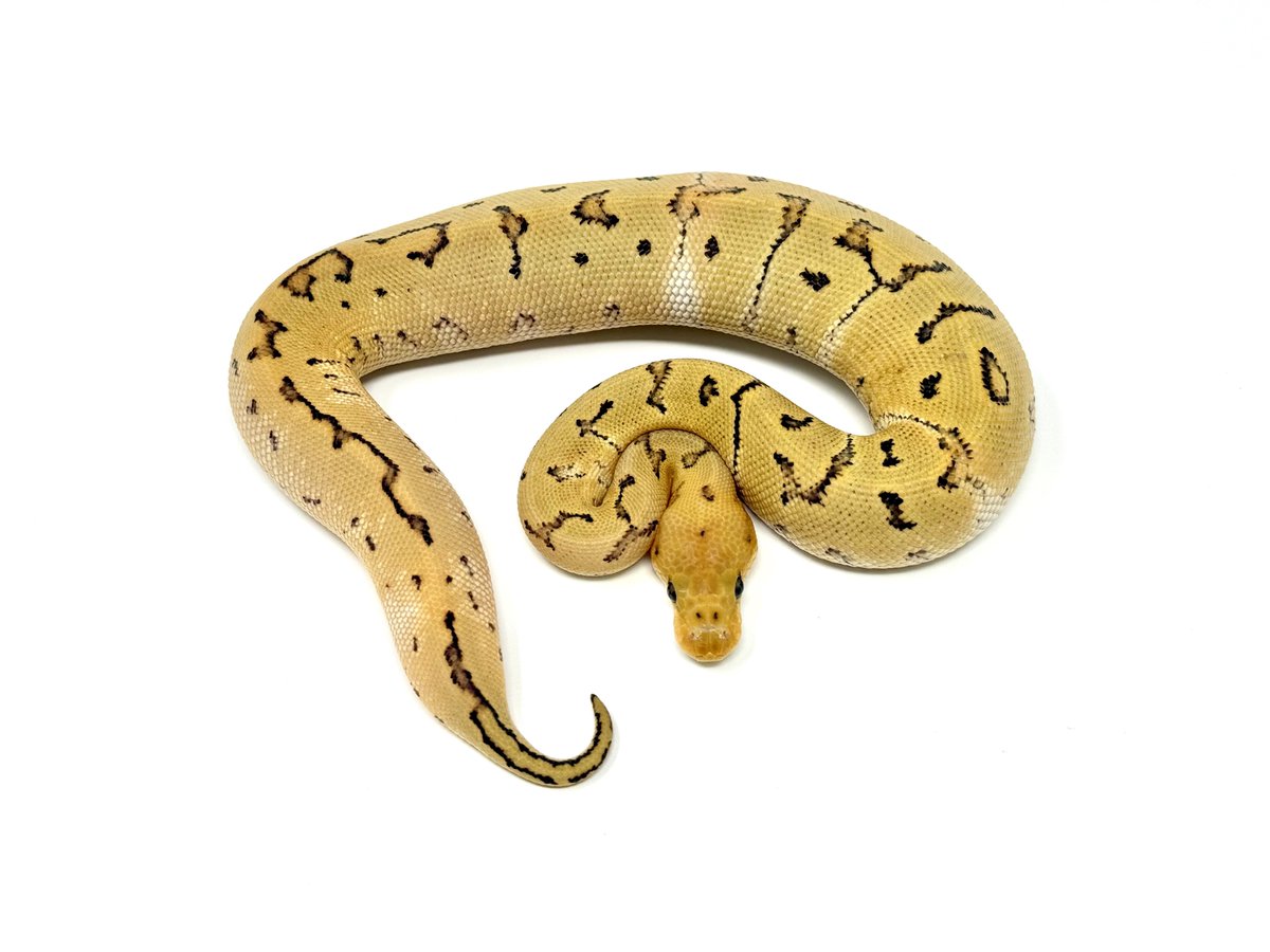 vbp_ballpython's tweet image. 0.1 Pinstripe Calico DG Clown

販売中です🌞

docs.google.com/spreadsheets/d…