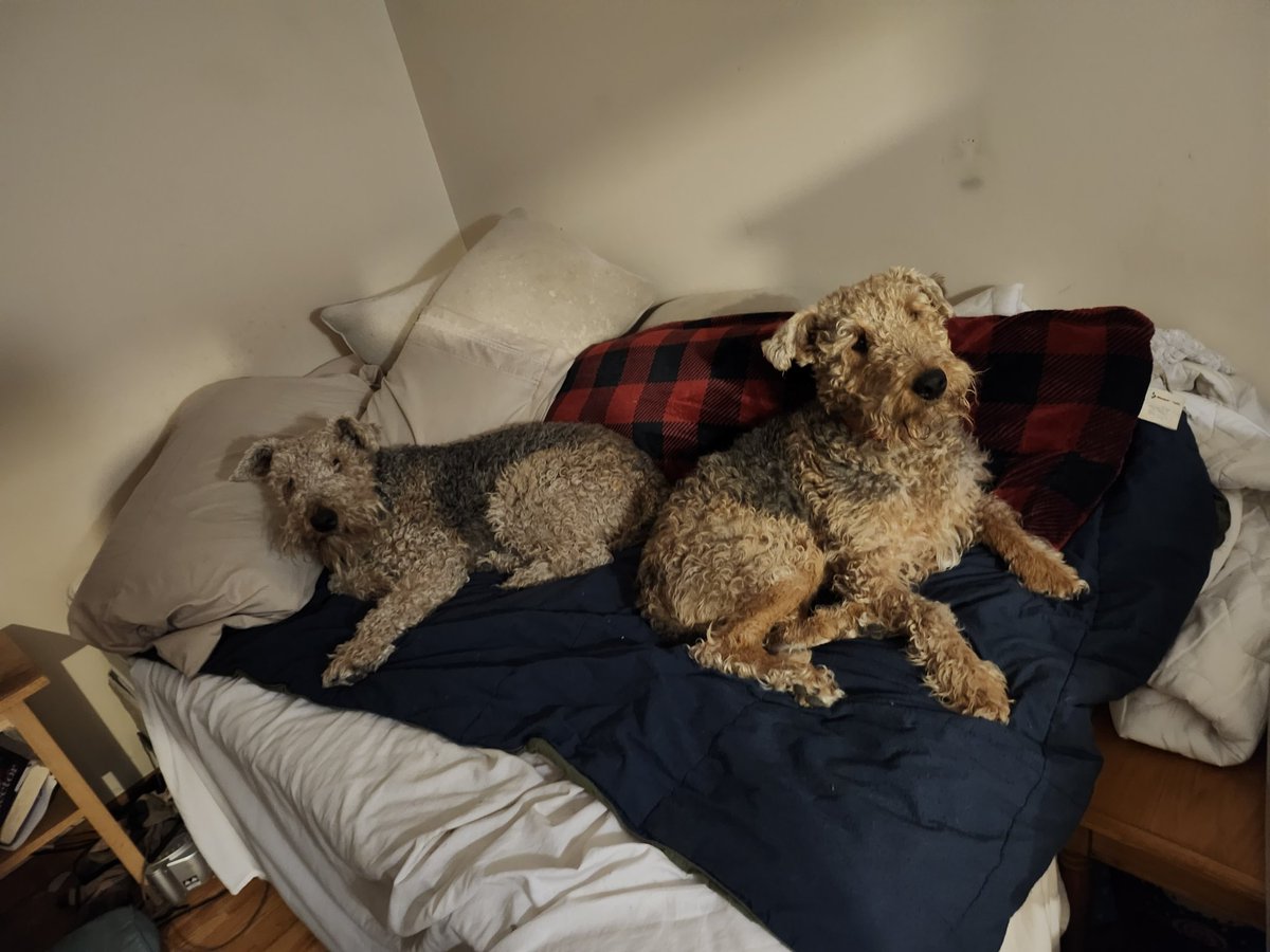 Jolene and Oliver take over the bed. Hey hoodad turn off the sun when you leave the room #Airedale #airedaleterrier #dogs #dogsofX #terriers