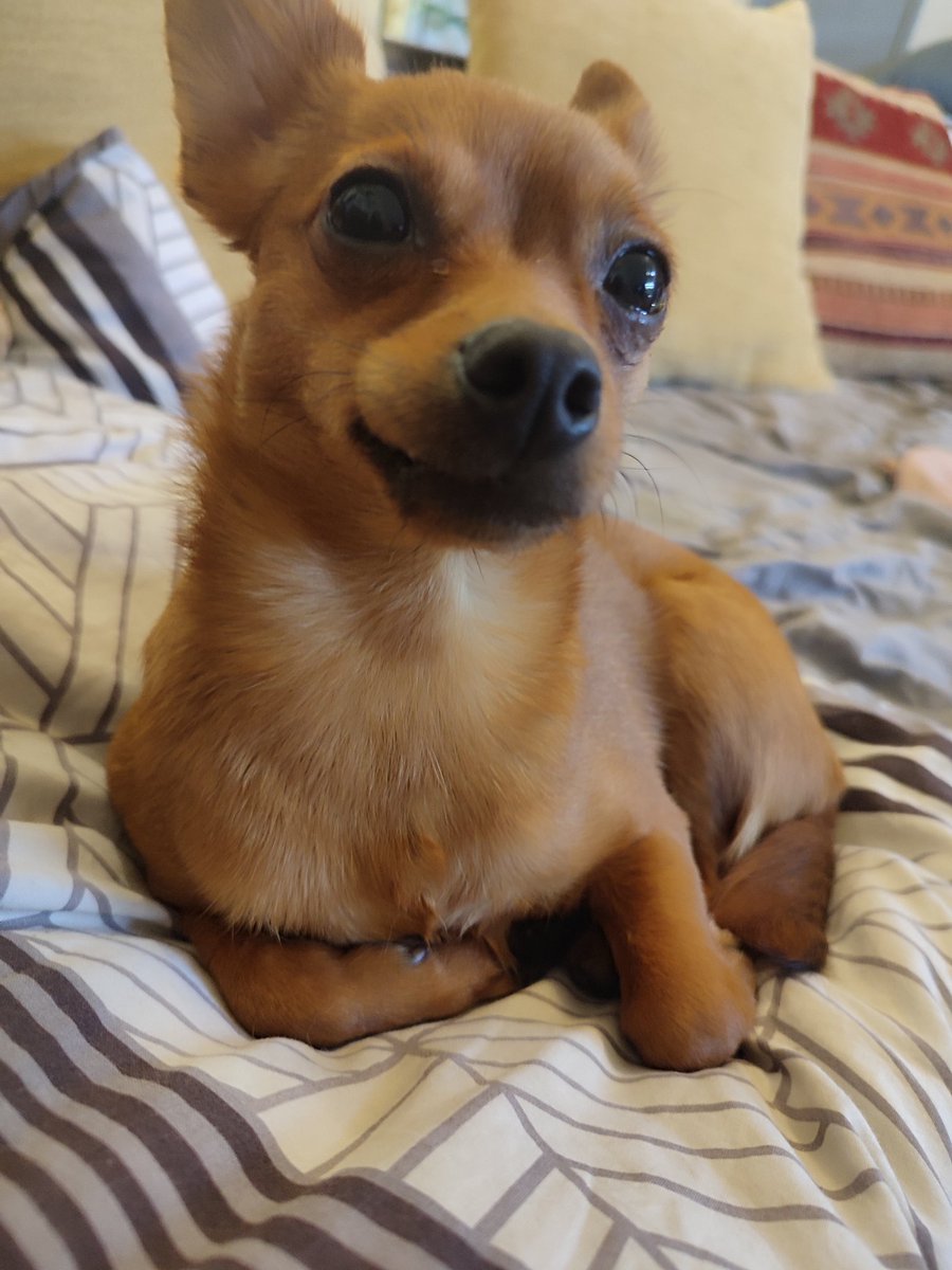 404ErrorNotFo15's tweet image. K9/K9