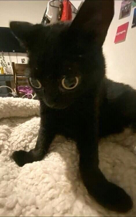 Me halfway through a conversation, trying to remember what I was talking about.