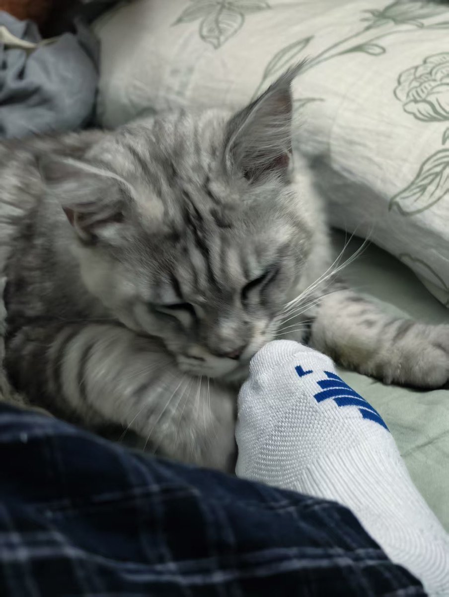 Jason929271584's tweet photo. 我的猫有点嫌弃我的脚 https://t.co/yFdomtlsI6