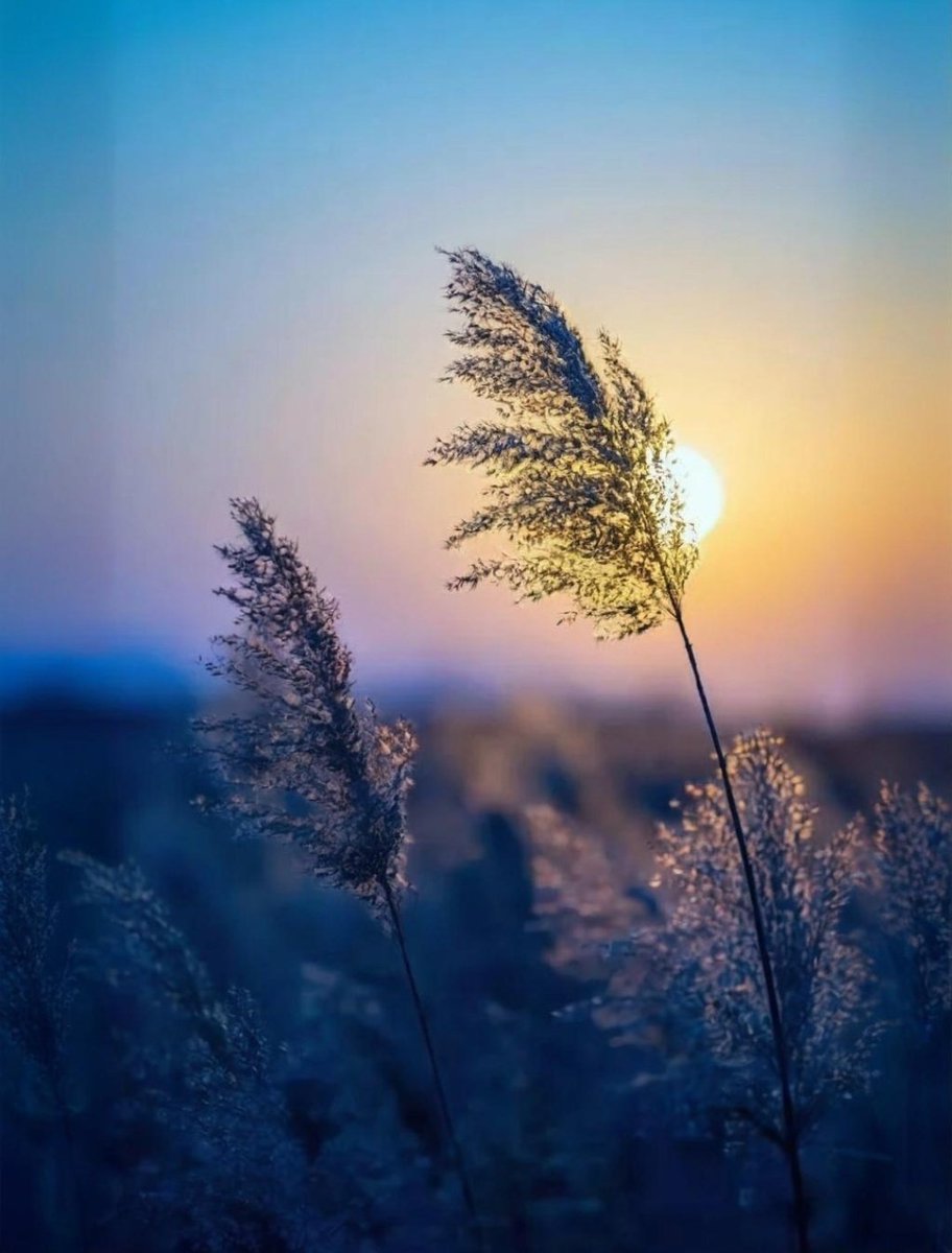 Miep51082958's tweet image. #Fragile   #Sunset