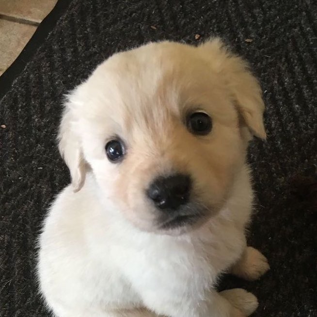 🦮 (@ikeupop) on Twitter photo 