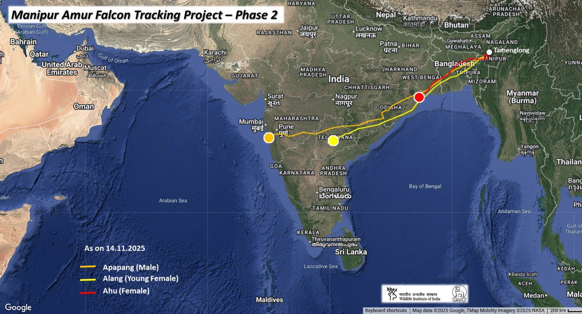supriyasahuias's tweet image. And the epic journey begins again in all its glory. Three new travellers, Apapang (adult male) orange track, Alang (young female) Yellow track, and Ahu (adult female) Red Track, were satellite-tagged on 11th November 2025 as part of the Manipur Amur Falcon Tracking Project (Phase…