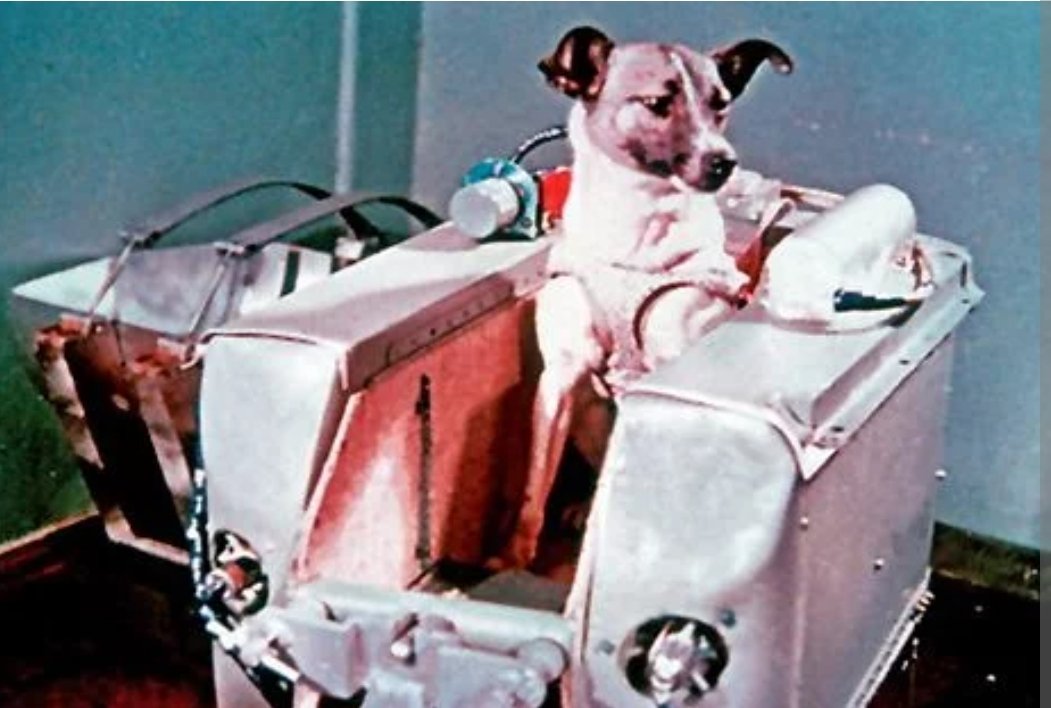 404ErrorNotFo15's tweet image. Laïka/Laïka