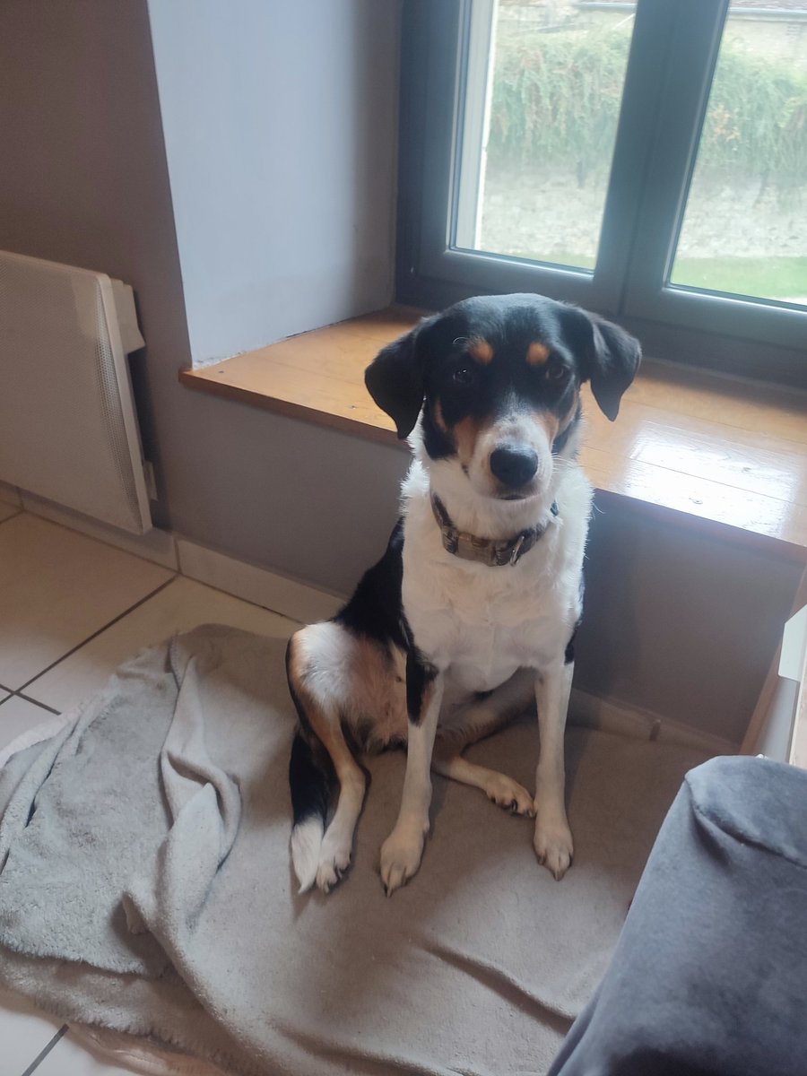 404ErrorNotFo15's tweet image. Laïka/Laïka