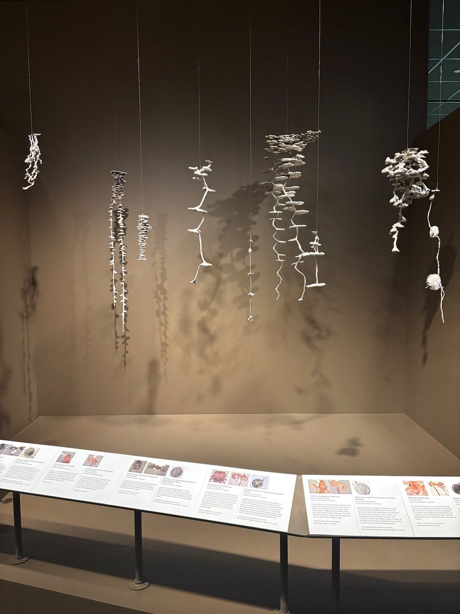 Daniel Ksepka tweet media