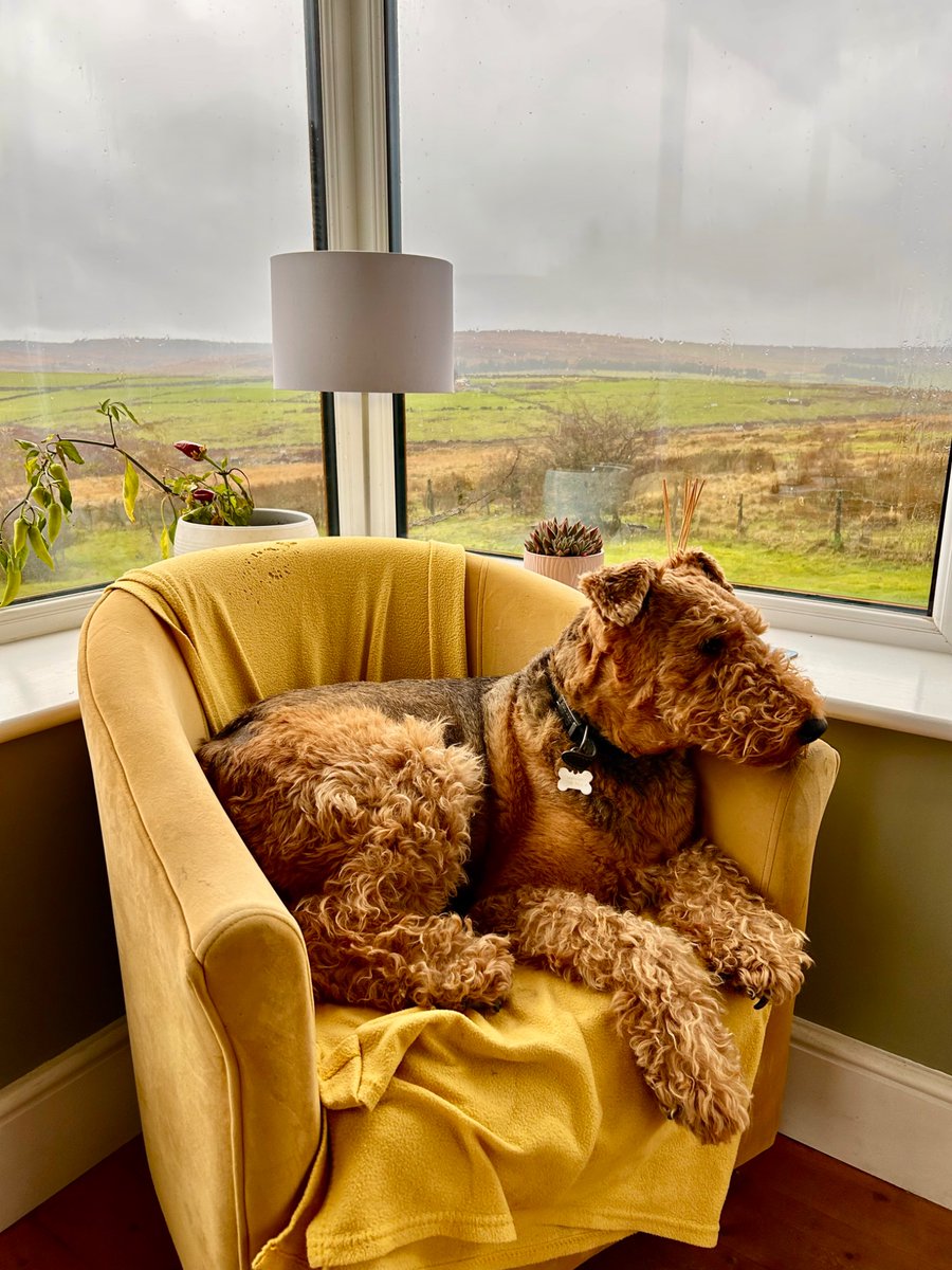 clivemiers's tweet photo. Too wild even for Airedales
#Yorkshire #Airedaleterriers #moors https://t.co/Nc5V2lhlNV