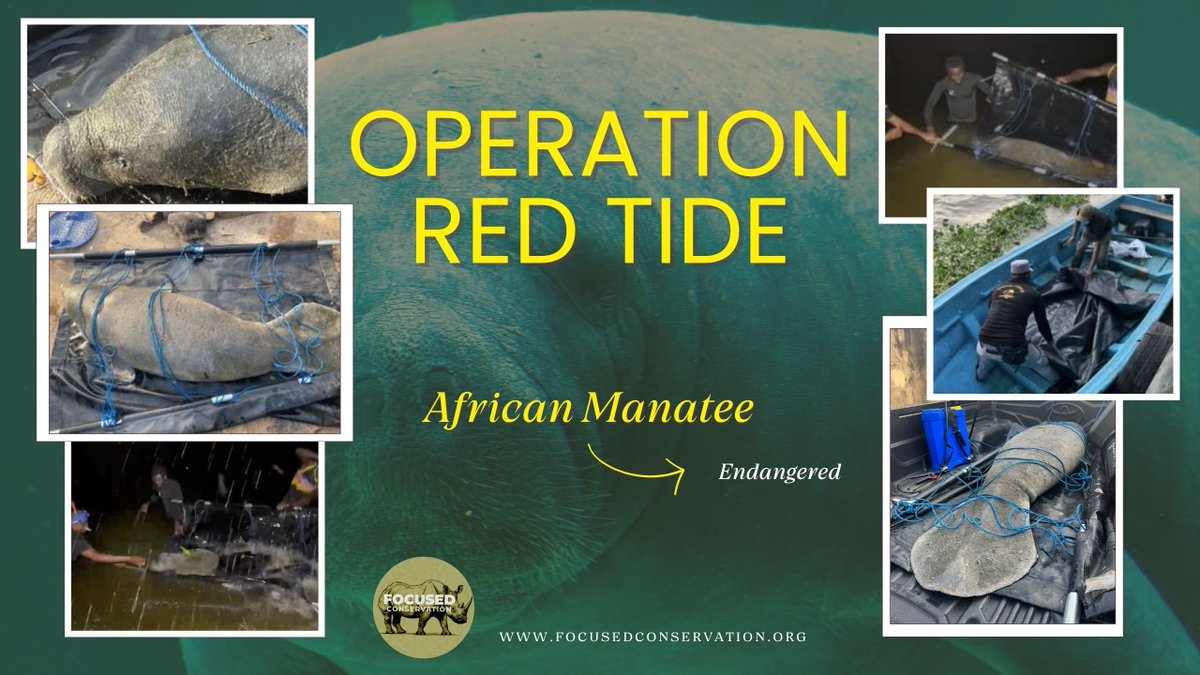 FocusedConserve's tweet image. A wildlife trafficker in Nigeria was convicted for illegal possession of a live African manatee, rescued during Operation Red Tide. Every conviction shows wildlife crime has consequences. Support our efforts: focusedconservation.org

#EndWildlifeTrafficking  #FocusedConservation