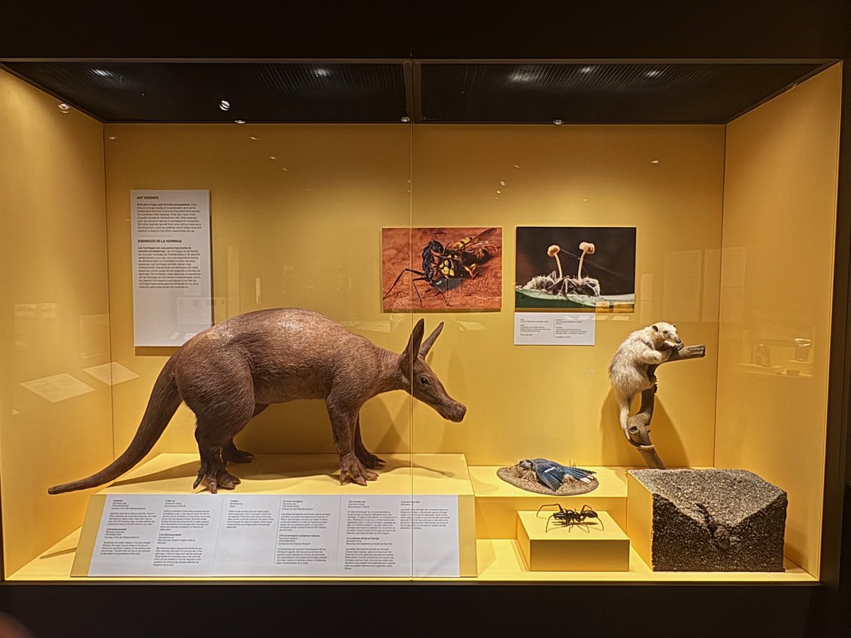 Daniel Ksepka tweet media