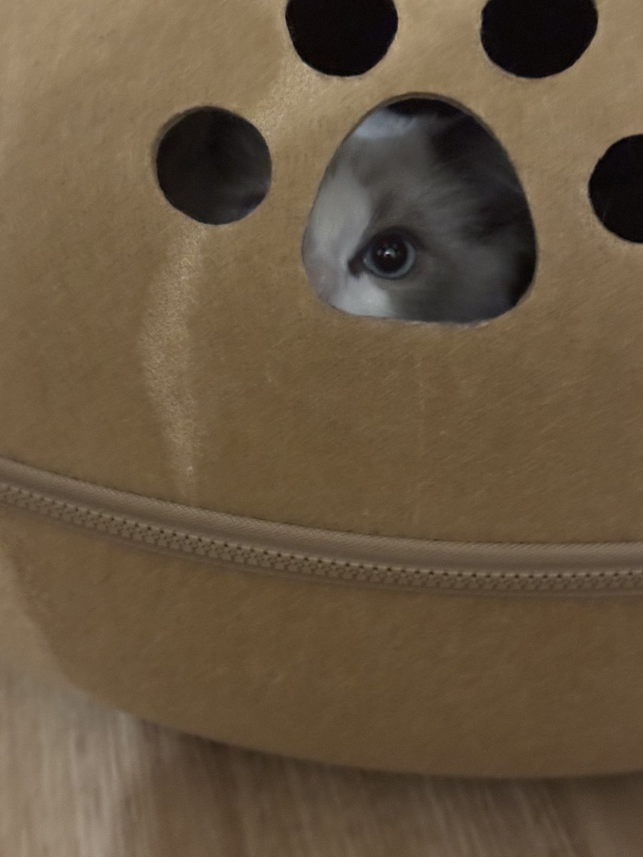 我が愛猫 #ラグドール の #アッシュ の、
#れいこみゅ の小籠包の皆様と考えた
新作 #LINEスタンプ 、出来ました。
審査待ち…
通ったらまたお知らせしますね！
今日は、自分用でもありますが、
仕事したぜぇ〜い♪
スパスタも出来た！
こちらもお楽しみに！
 ﾟзﾟ)ﾉおやすナイ☆
#fujitaray #dustz