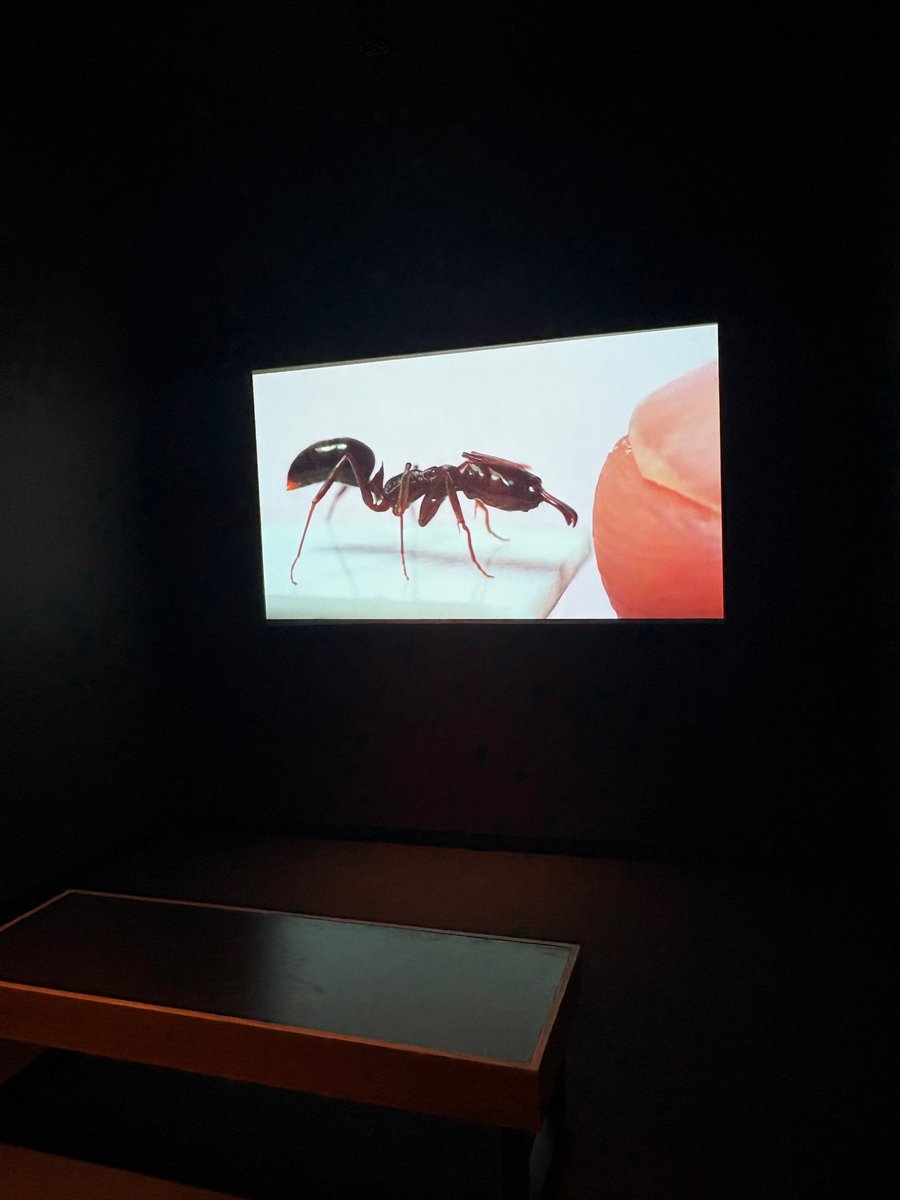 Daniel Ksepka tweet media