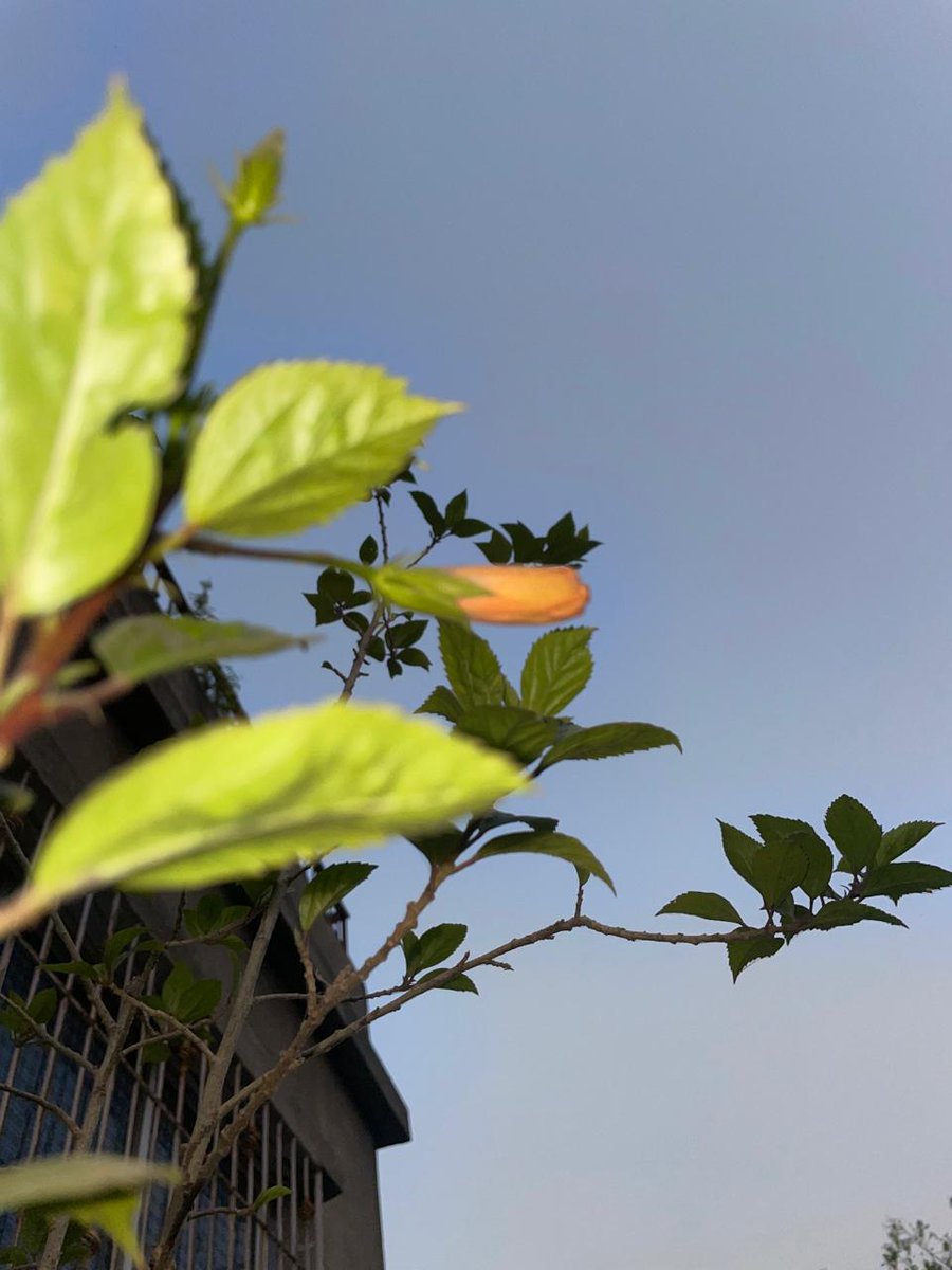 #hibiscus #flower #nature