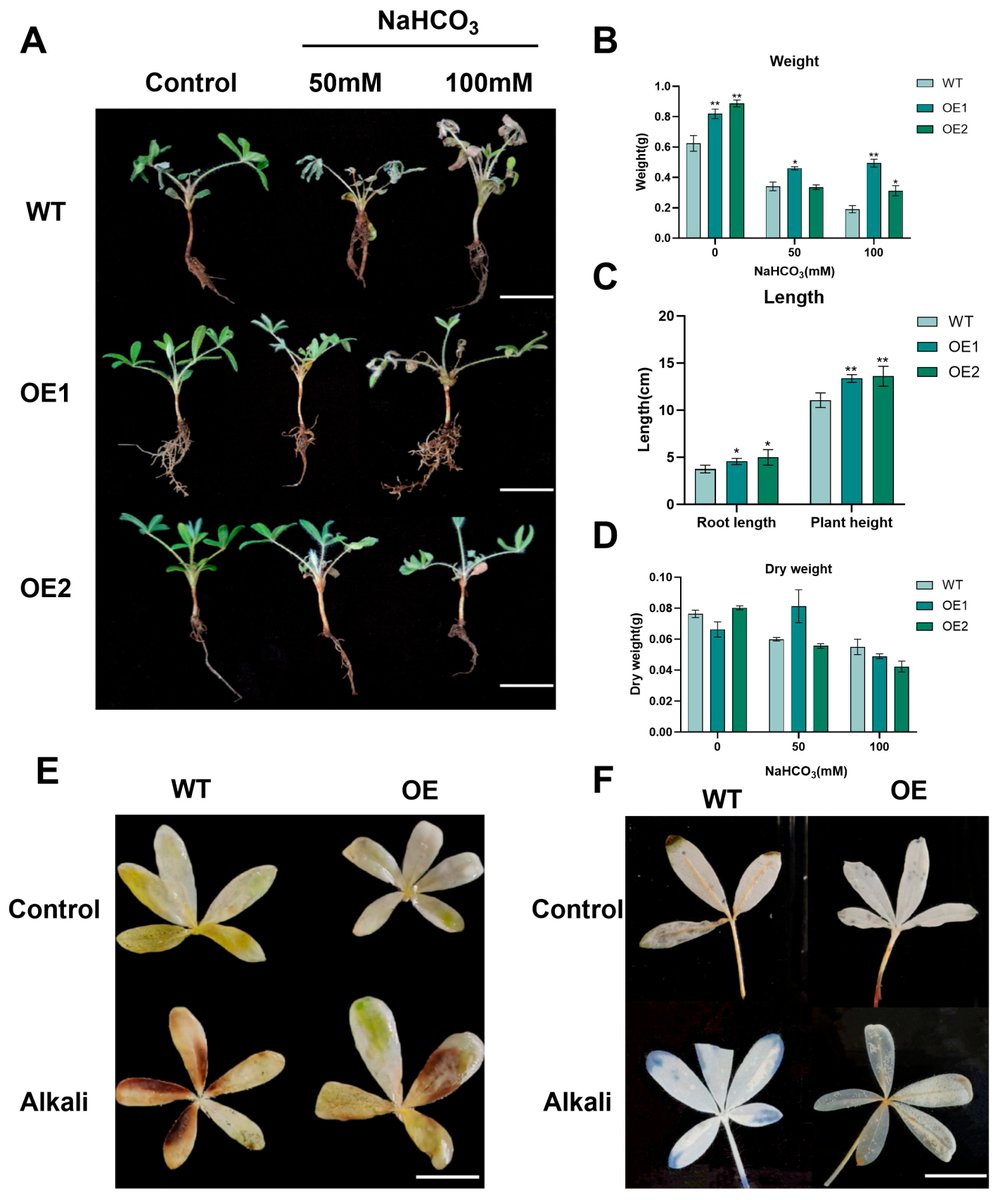 Plants_MDPI's tweet image. 🌱 New research decodes the alkaline-stress response in Lupinus angustifolius using #transcriptomics + gene transformation. Overexpressing the wild soybean gene GsHZ4 boosts #antioxidant activity and improves #tolerance to NaHCO₃ stress.

👉 brnw.ch/21wXv7n
