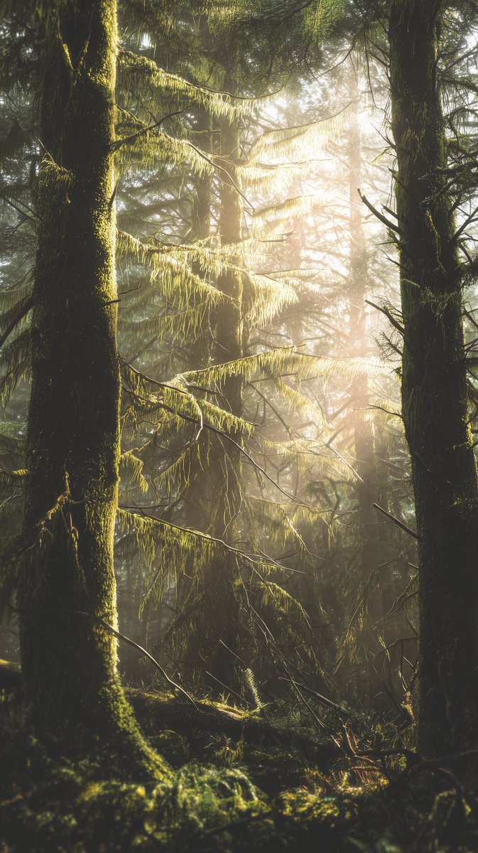 SasquatchSnooze's tweet photo. Some roots grow in silence.
Some storms are for pruning.
#Camping #Backpacking #Hiking #Adventure #Outdoors #Wilderness #OutdoorLife
#GrowDifferent #ForestLessons #UnbreakableQuiet https://t.co/8Qh79IKrL1