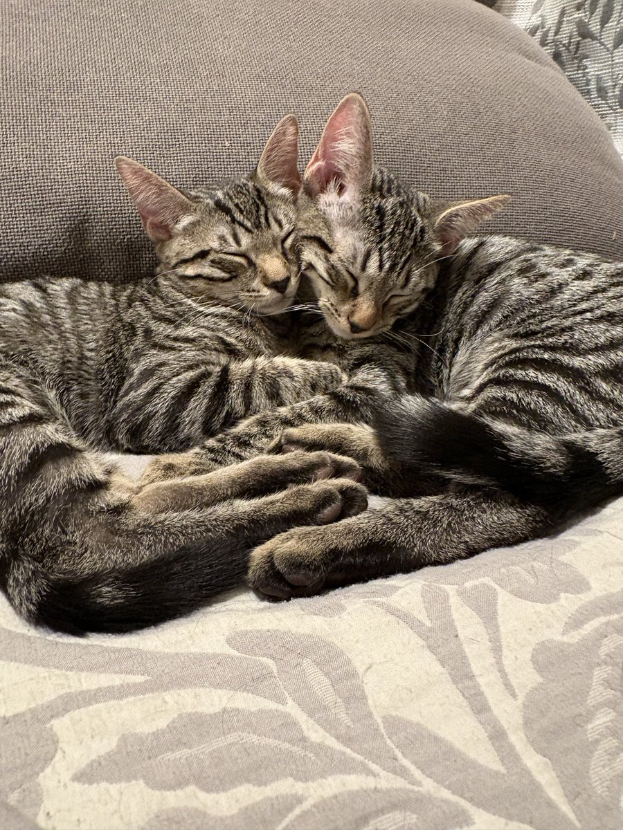 if anybody is in san fernando valley please dm me if you see a kitten who looks like this. she’s 5 months old, kind of skittish, responds to both patty/marcy. her and her sister look very alike so use both as reference. she’s spayed and chipped