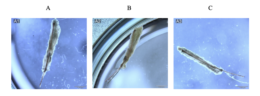 🚨 DATA DROP by the $LAB

T3 and TRH: Analyzing the Dual Effect of the HPT Axis on Human Hair Follicle and Scalp Skin Transcriptomic Profiling

Available exclusively to $HAIR and $LAB holders in our Discord server ➡️ discord.gg/sNAm9QbfAz