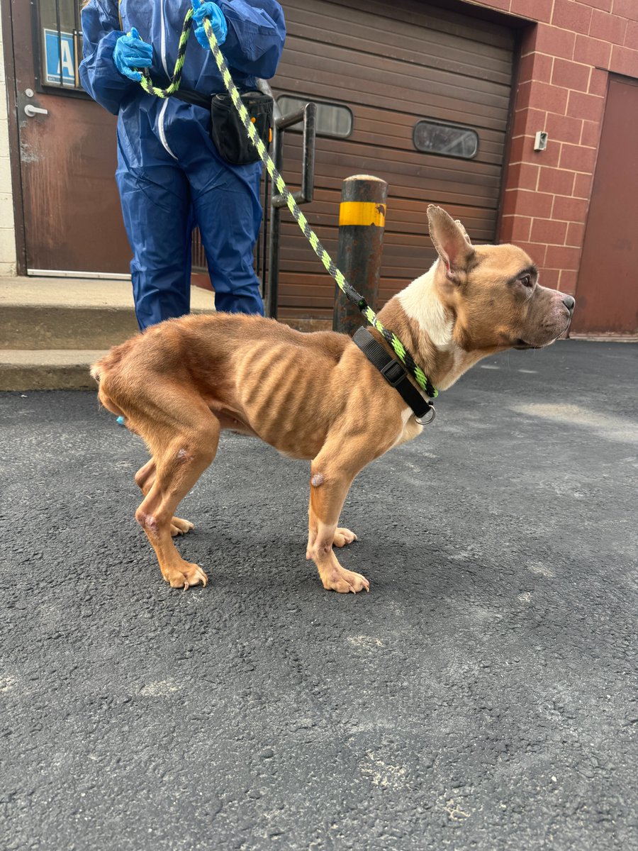 PSPCA's tweet image. &quot;Through all the hard days, you never forgot how to love.&quot;

Kumo&apos;s life has been so very &quot;ruff,&quot; but today, he&apos;s beginning to heal.

Learn more about him and how your support saves lives like his: x.com/PSPCA/status/1…