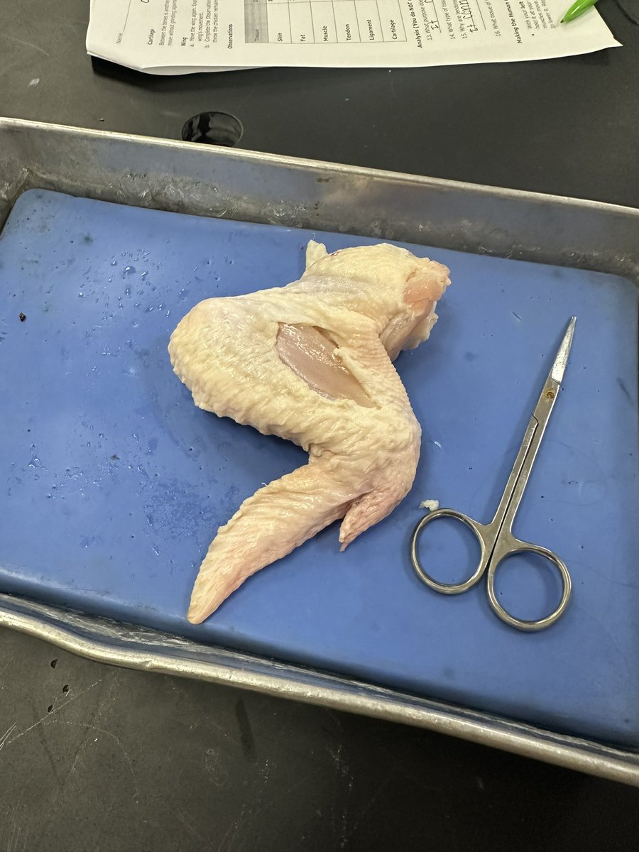 From skin structure to bones and muscles—students are applying what they’ve learned and gearing up for our next unit! Loving the connections they’re making. 🧠🦴💪<a href="/ParkhillJH/">Parkhill Junior High</a> @risddreambig