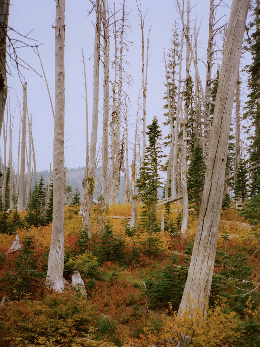 AlexKittoe's tweet photo. Fall colors on film 🎞️ https://t.co/ld3ljBLwQm