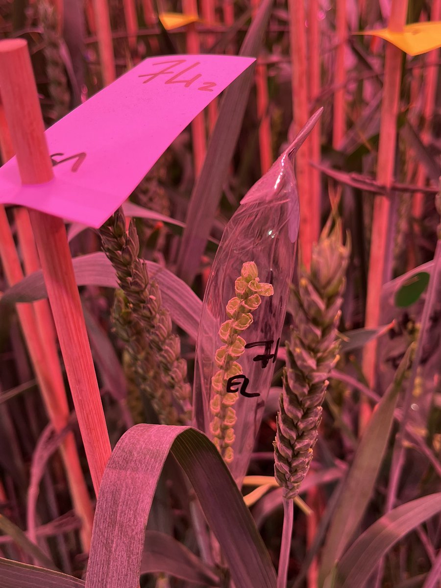 Visite avec la commission Agriculture des <a href="/hautsdefrance/">Région Hauts-de-France</a> chez KWS à Mons-en-Pévèle : avec SEMAE, la filière régionale des semences affirme son excellence européenne - 45 000 hectares, innovation variétale, emplois et export au service des agriculteurs. Merci aux équipes !