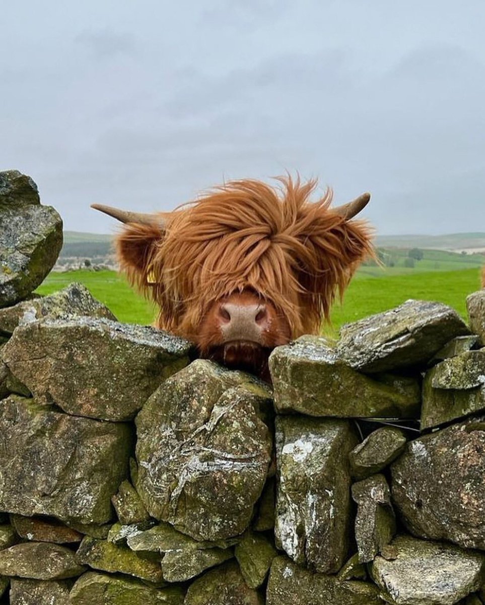 cowtwting's tweet image. i hope you all have a MOOOOtiful day 🥹🐮