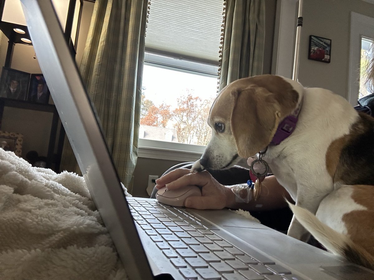 staceystring's tweet image. It’s infusion day and someone is trying to help me work 🙄🙄🙄.  She is so helpful 😳😳😳