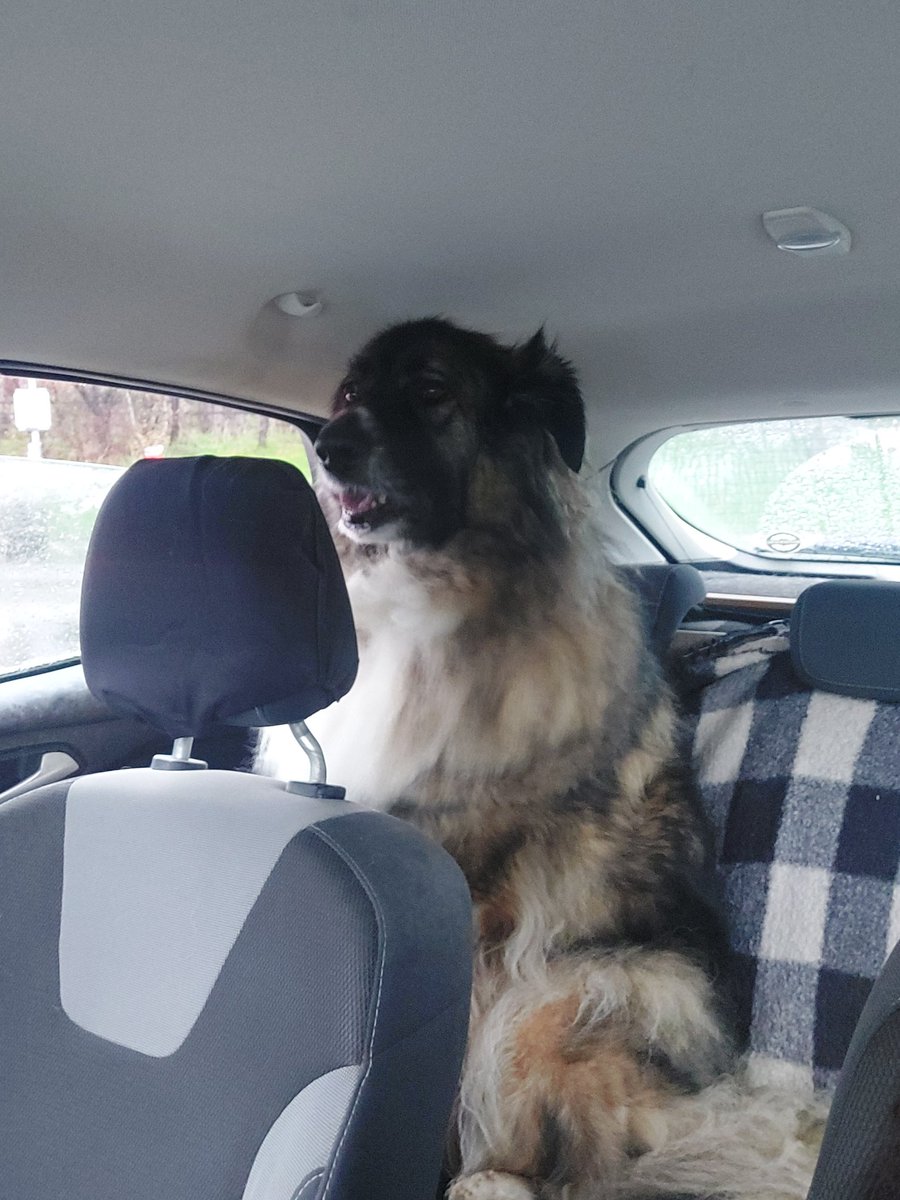 MaddoxSandra's tweet image. Unimpressed  can't have her window open